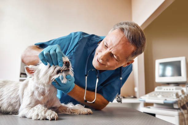 Best Pediatric Emergency Dentist in Kalida, OH